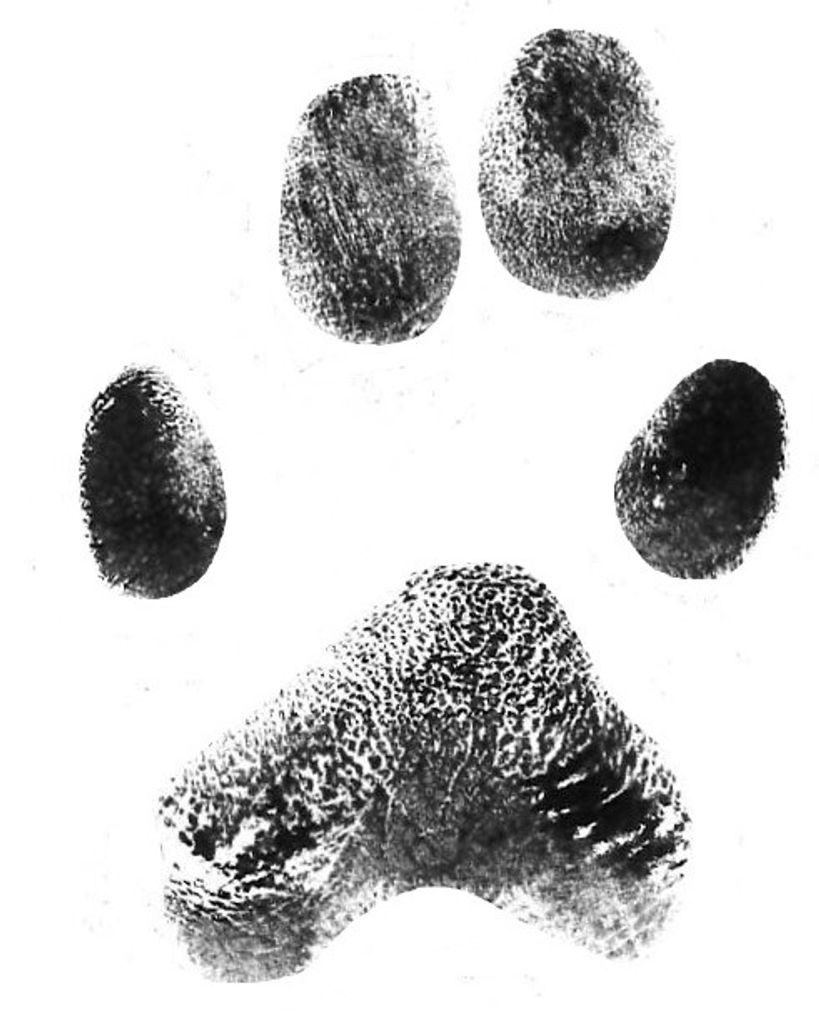 Sidney Dull Profile Photo