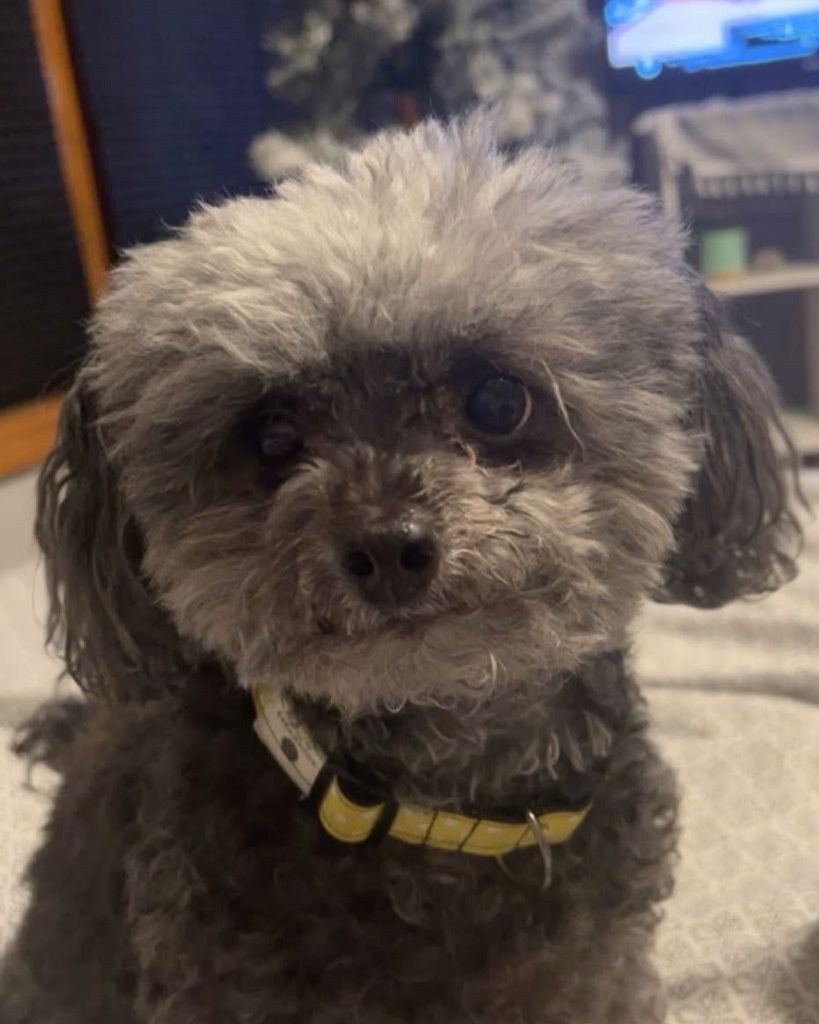 Hawkeye Profile Photo