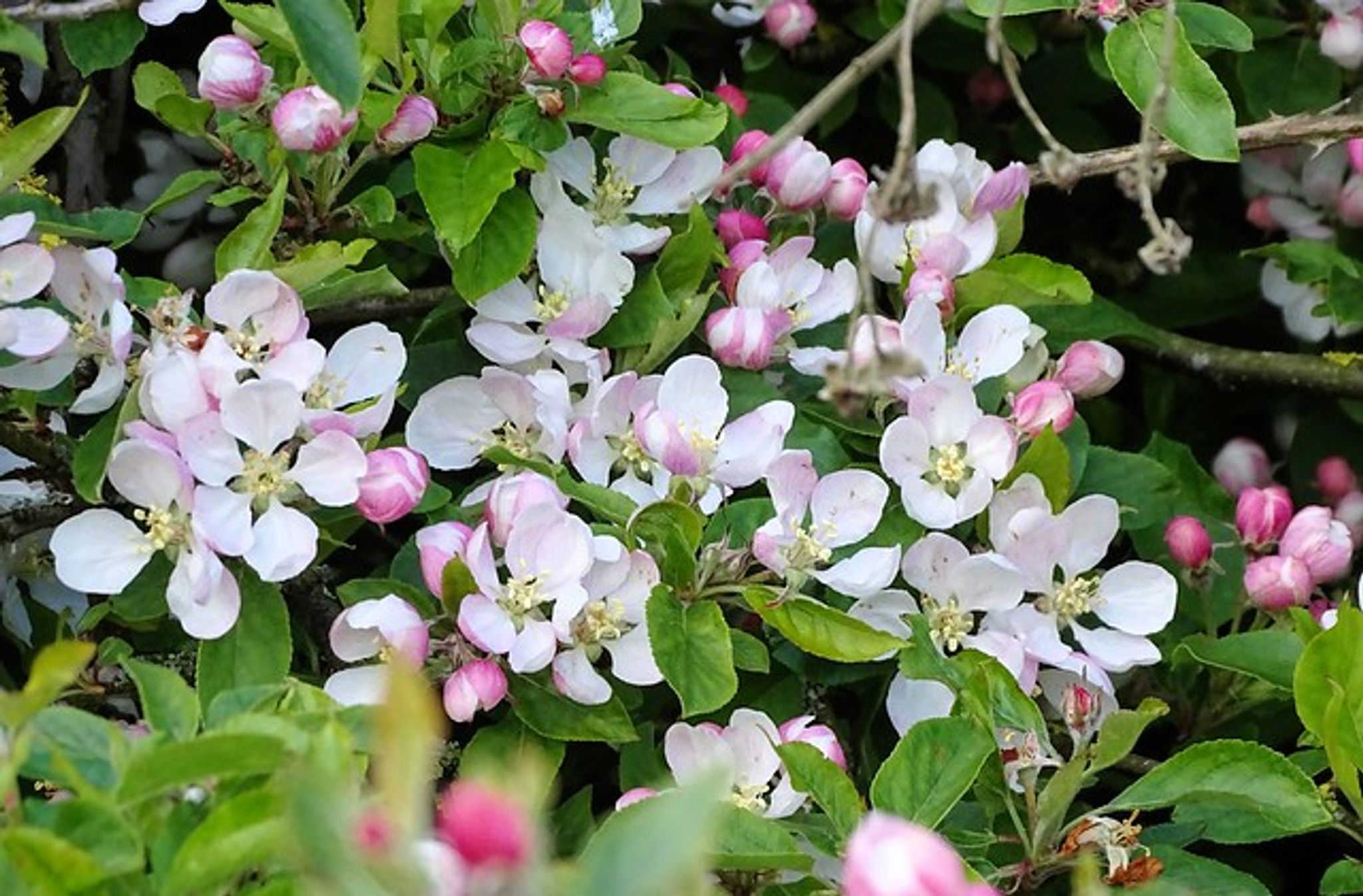 Cover photo for Cherrie Ann Gilbert's Obituary