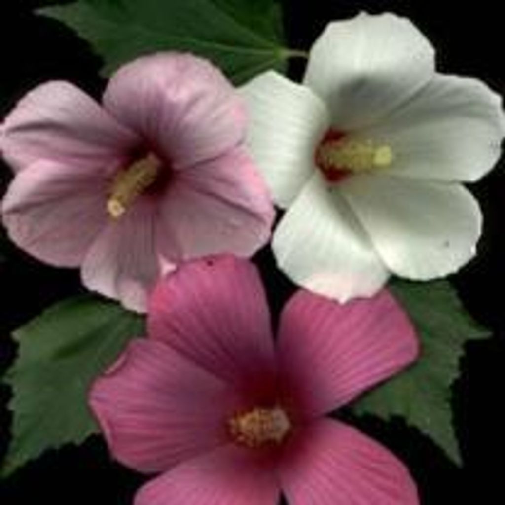 Gloria Dean Dorsey Hunterporter