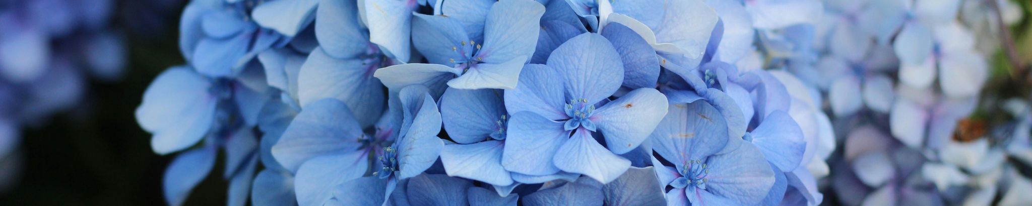 Cover for Susan "Sue" Pemble-Johnson's Obituary