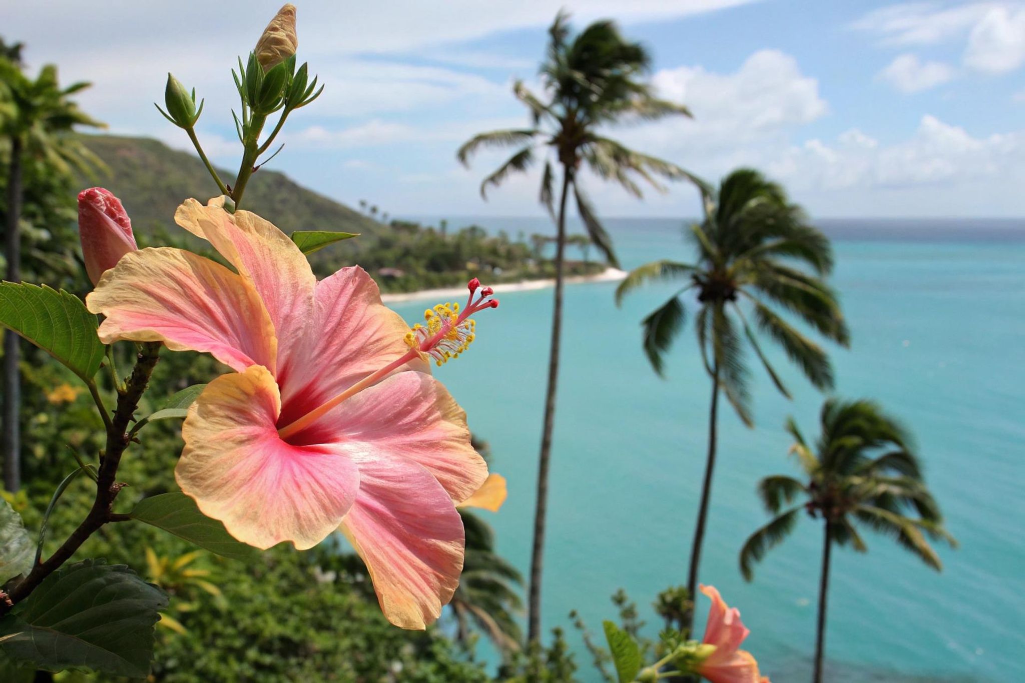 Cover for Dr. Jessica Marita Adams-Skinner's Obituary