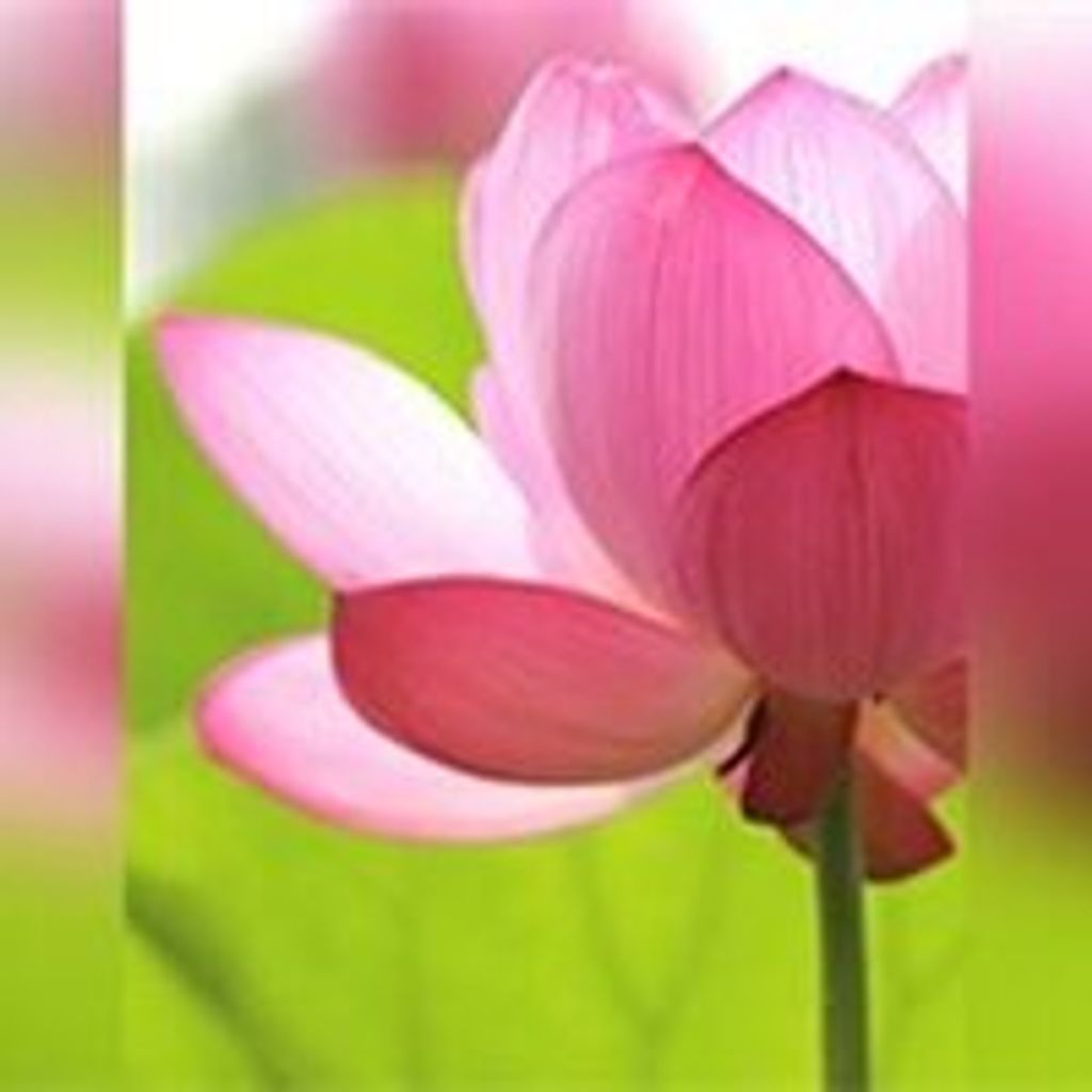 Gayle L. Bathel