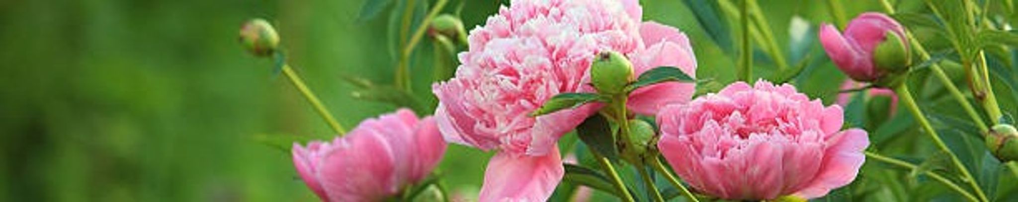 Cover photo for Ethel Mae Hallberg's Obituary