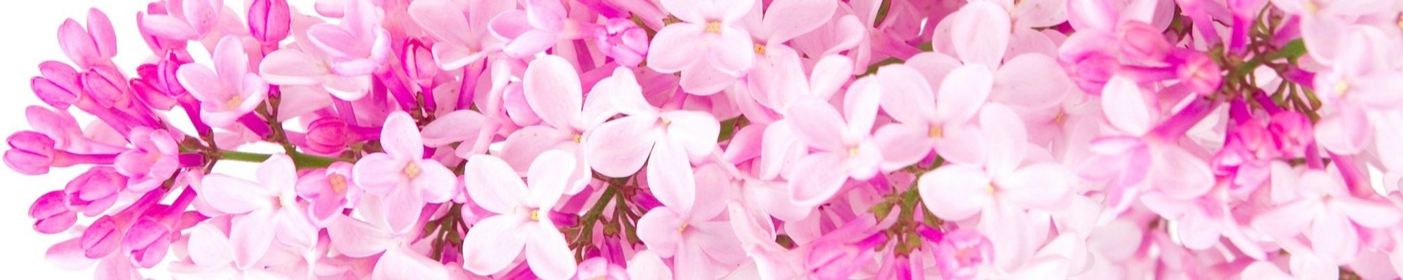 Cover photo for Frances W. Horne's Obituary