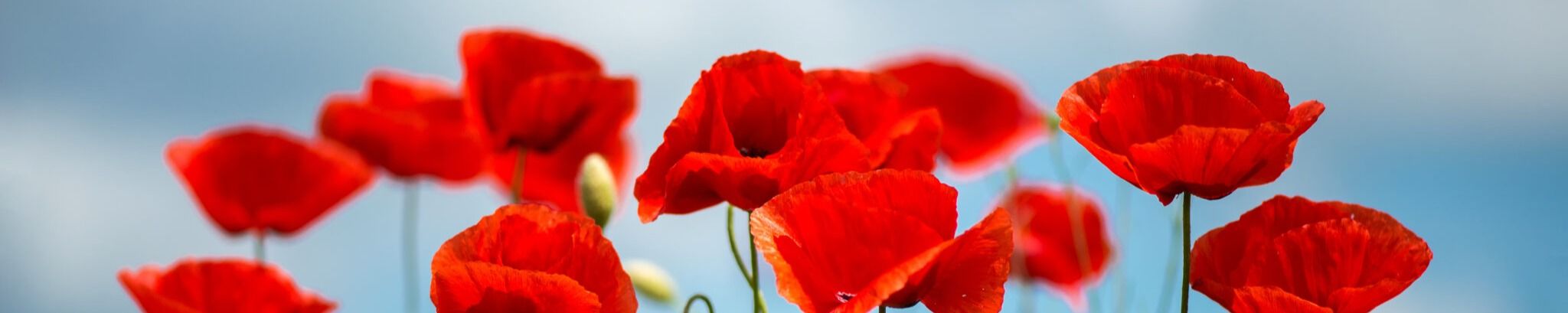 Cover for Mary Rita Lowden's Obituary