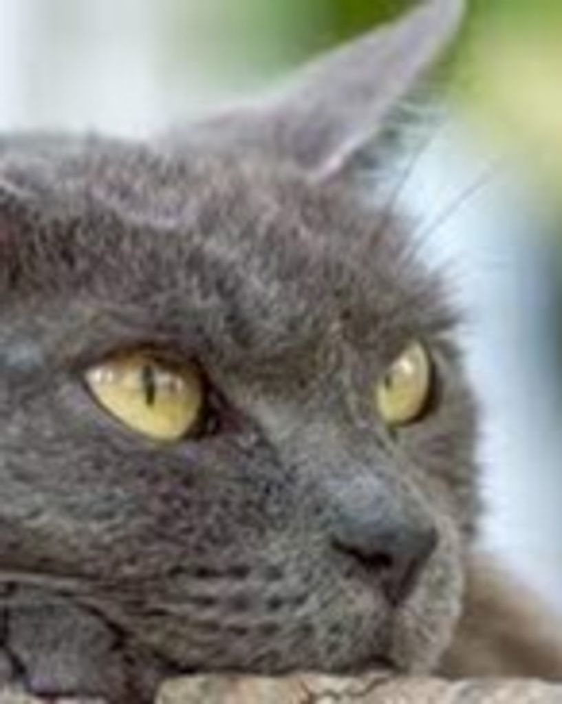 Max the Cat Profile Photo