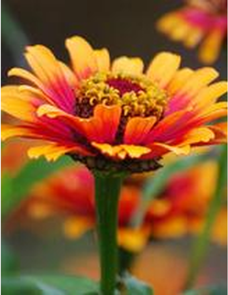 Velma E. (Schrader ) Schneider