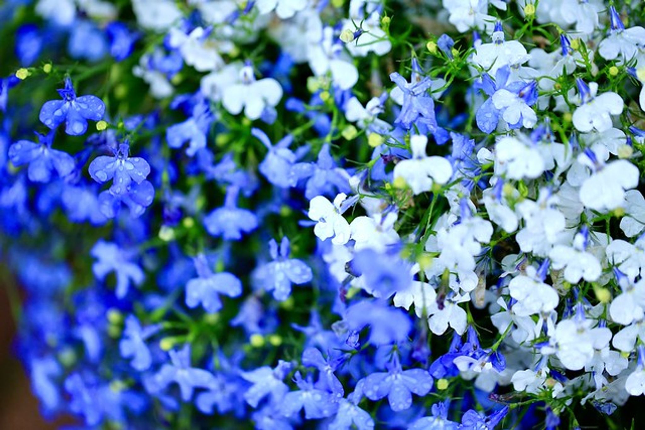 Cover for Margaret Coleman's Obituary