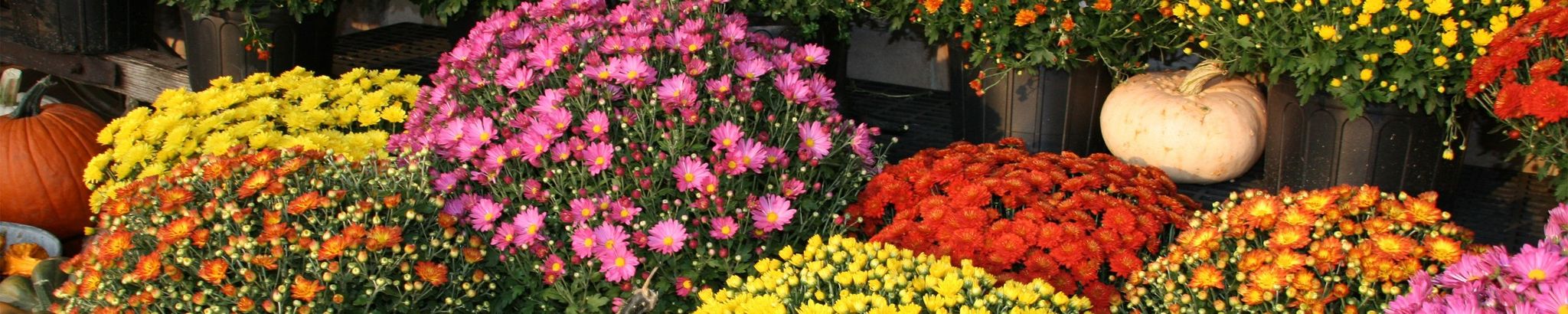 Cover for Evelyn Sue Bromley's Obituary