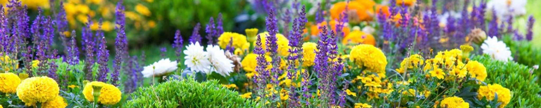 Cover for Ida Felecia Cisneros's Obituary