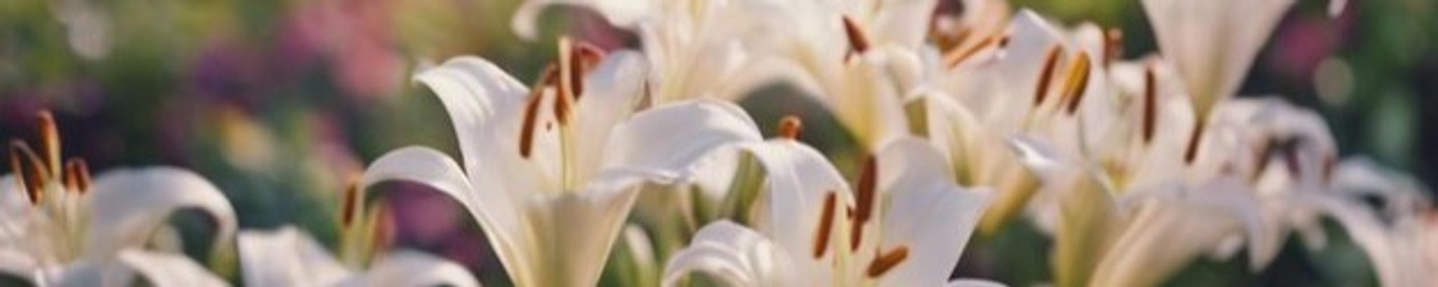 Cover photo for Joan Marie Willis's Obituary