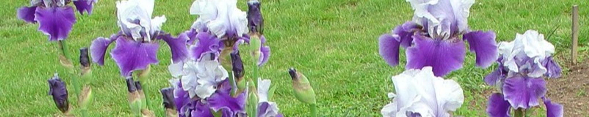 Cover for Irene Mae Vancil's Obituary