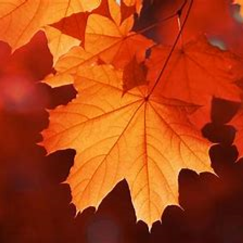 Barbara Ann Gardner Profile Photo