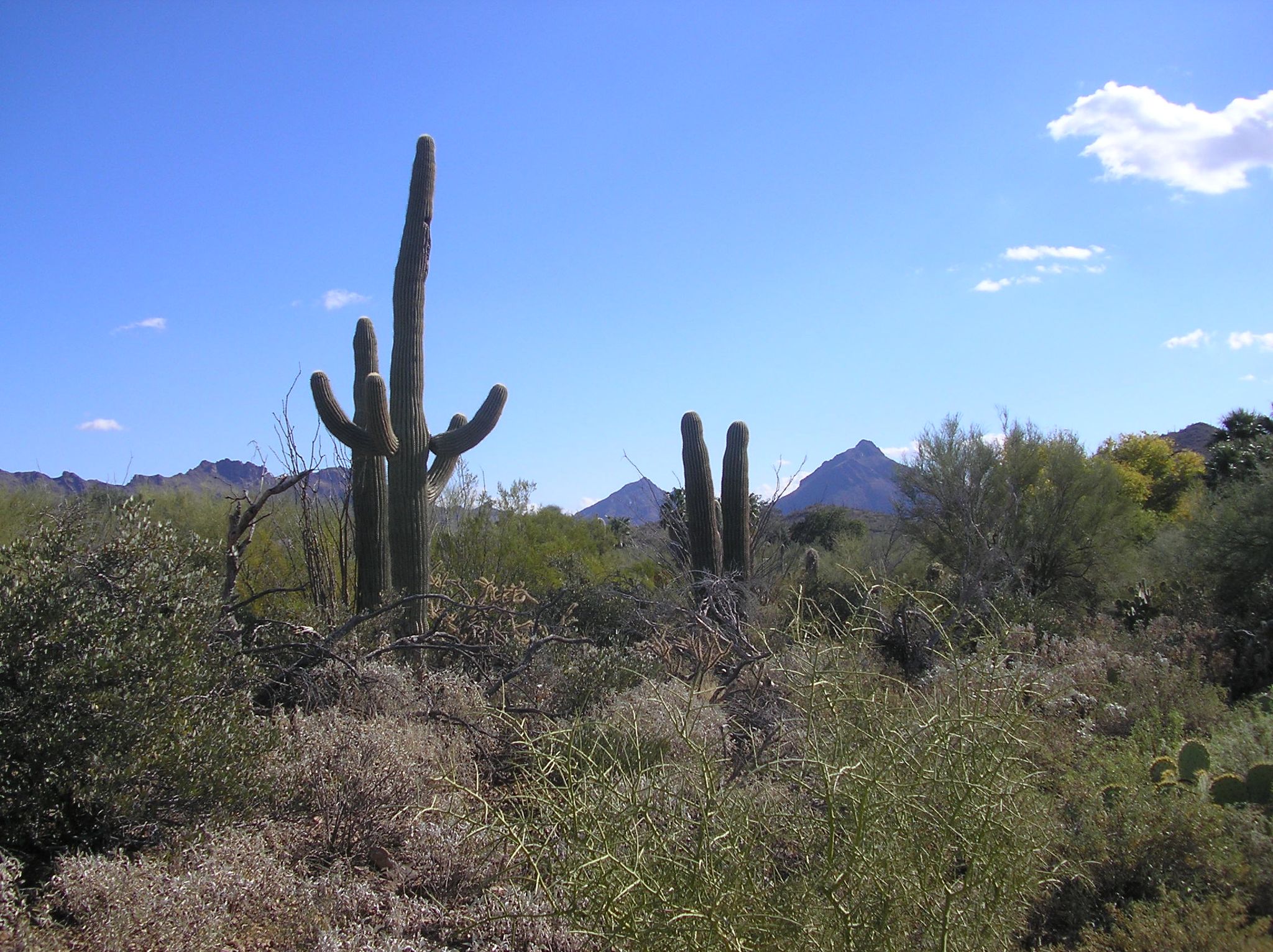 Cover photo for Dennis Olson's Obituary