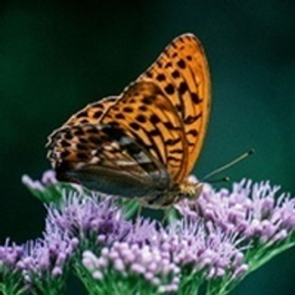 Pauline Dolly Catoe Profile Photo