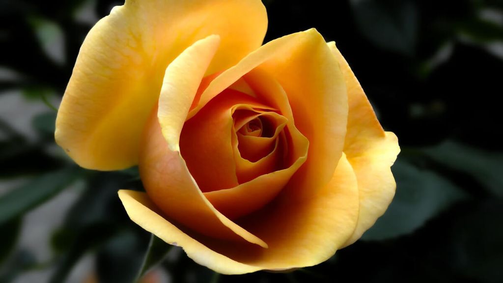 Cover photo for Patricia Ann Carr's Obituary