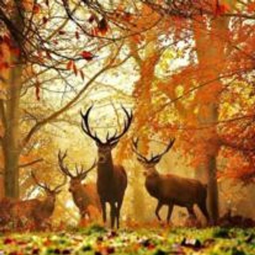 Phillip M Belt photo gallery thumbnail 1 of 1