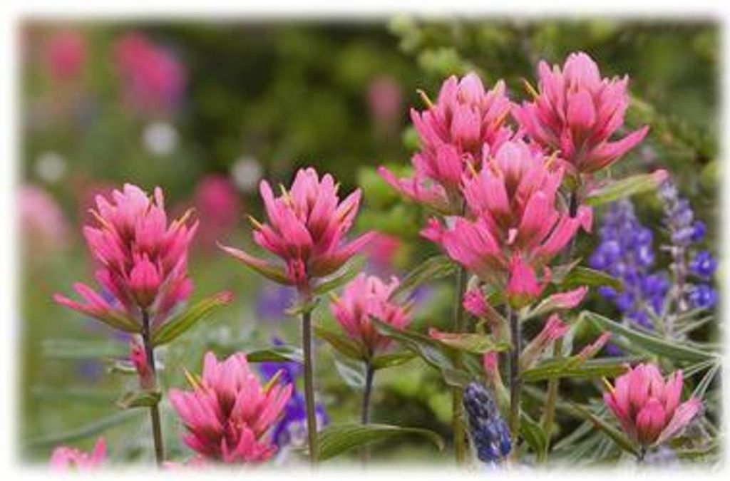 Marilyn (Kissack) Trione