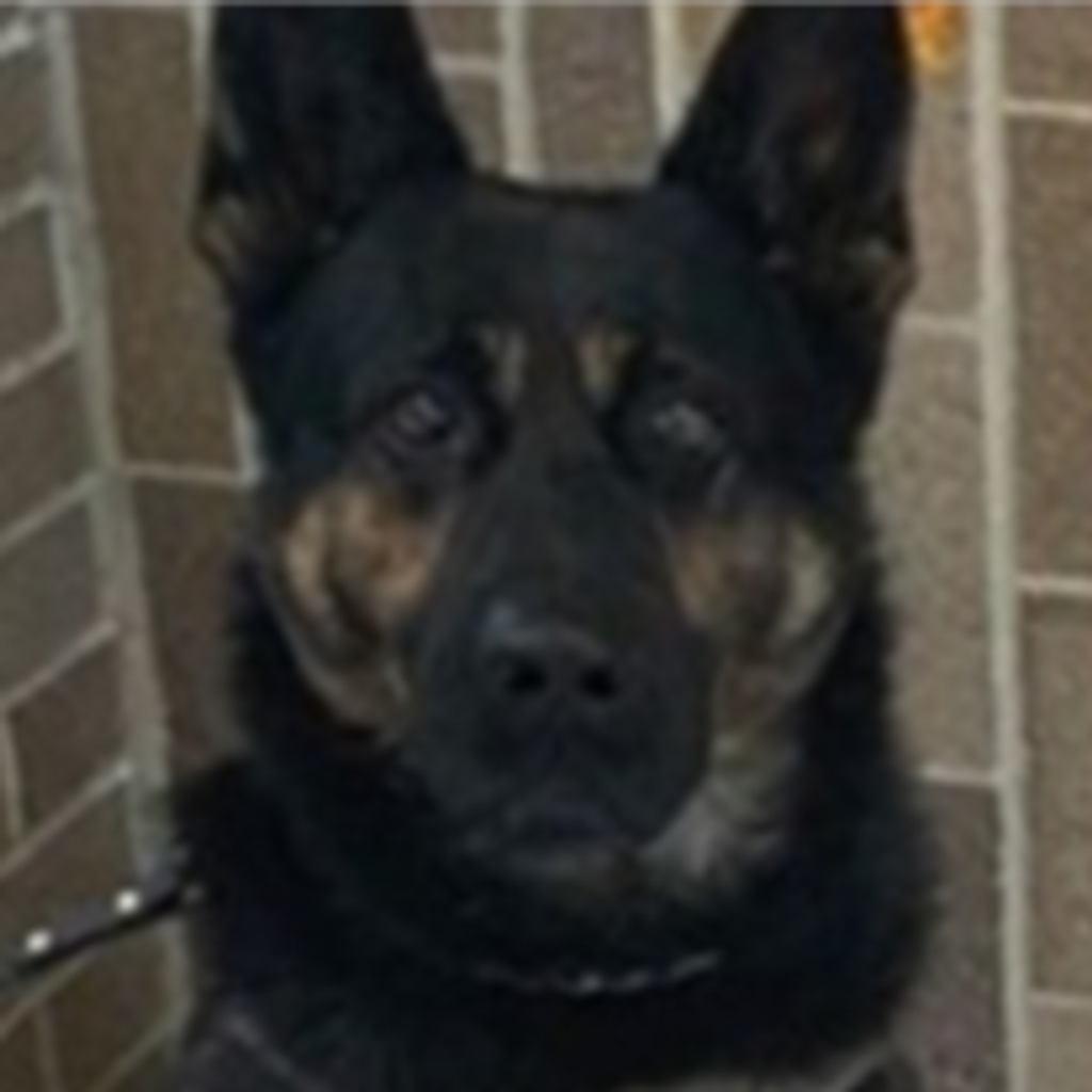 Officer Zorro