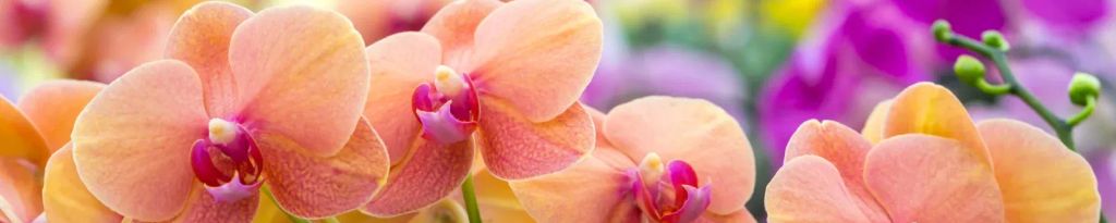 Cover photo for Paula McCallie's Obituary