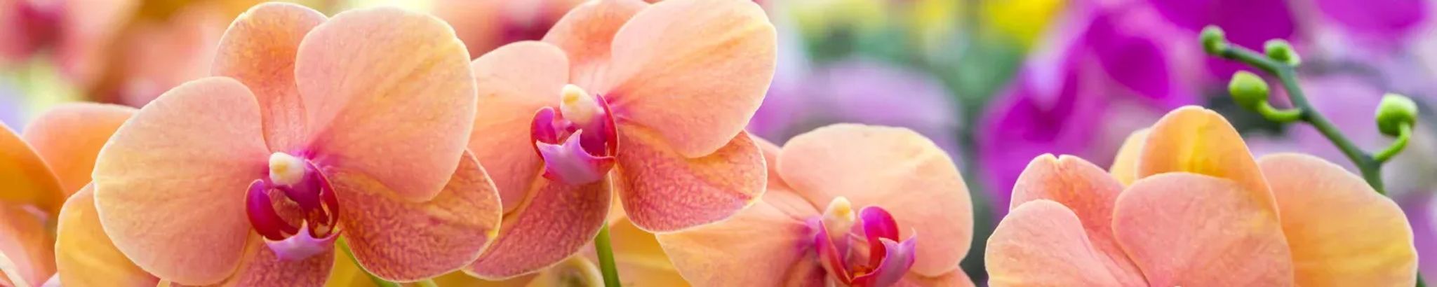 Cover for Paula McCallie's Obituary