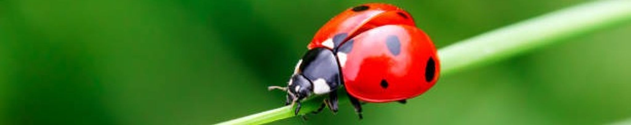 Cover for Lynn Nichalson's Obituary