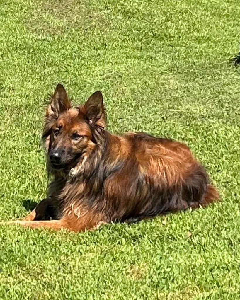 Dexter Profile Photo