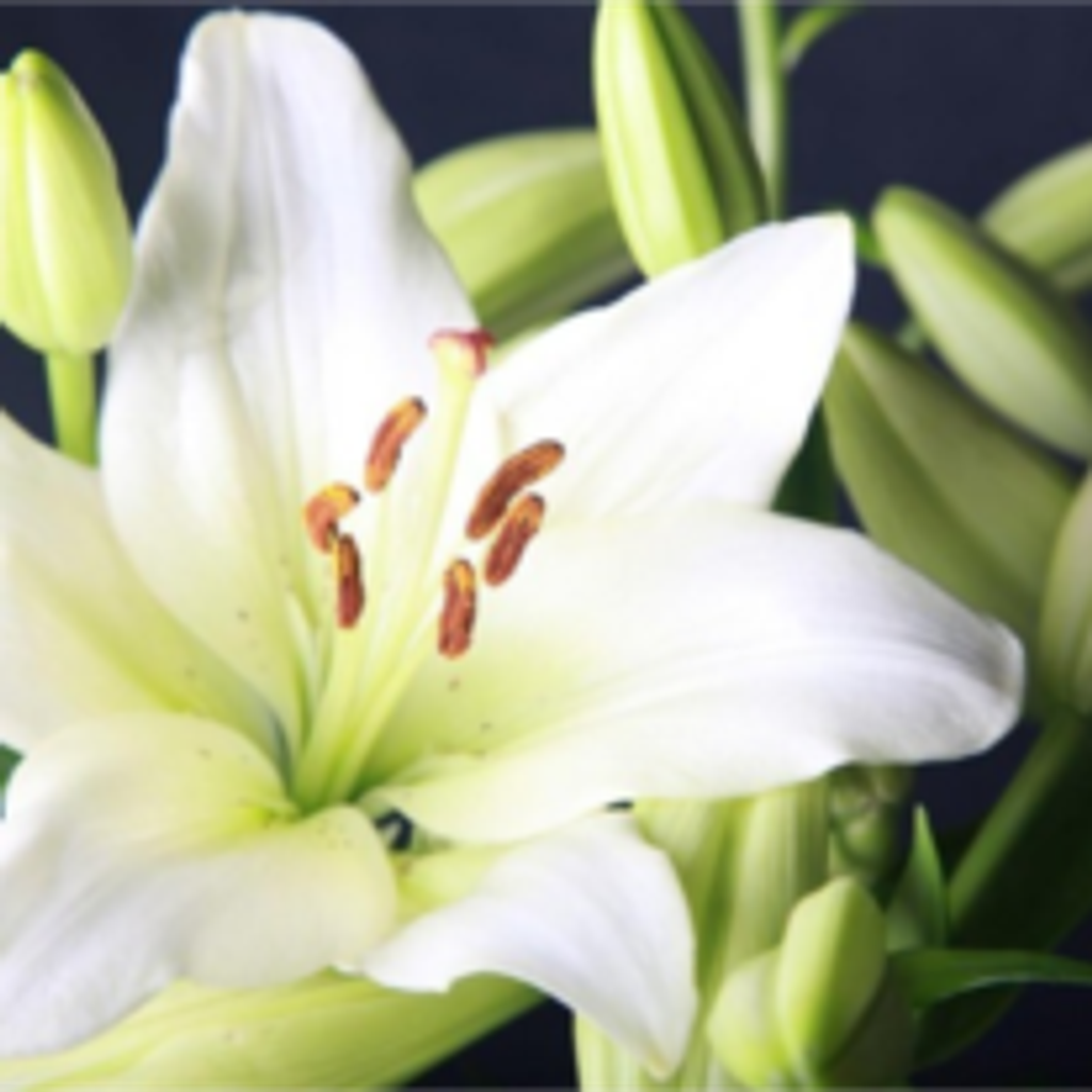 Gabriela Pina Engelskirchen