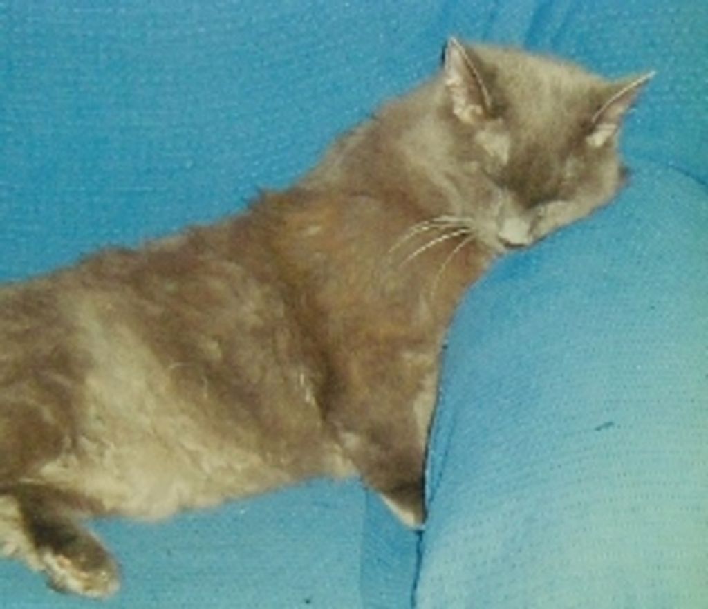 Helen M. Thiele Profile Photo
