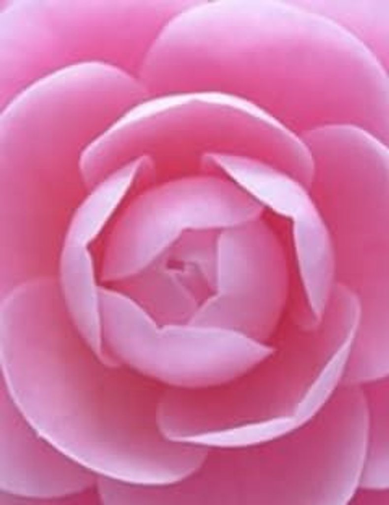 Carol Hurst Farr Profile Photo
