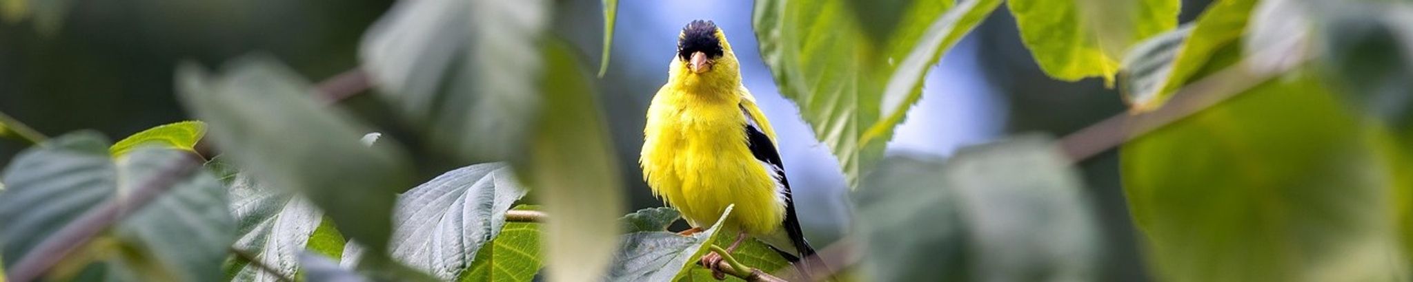 Cover for Jean Niesman's Obituary