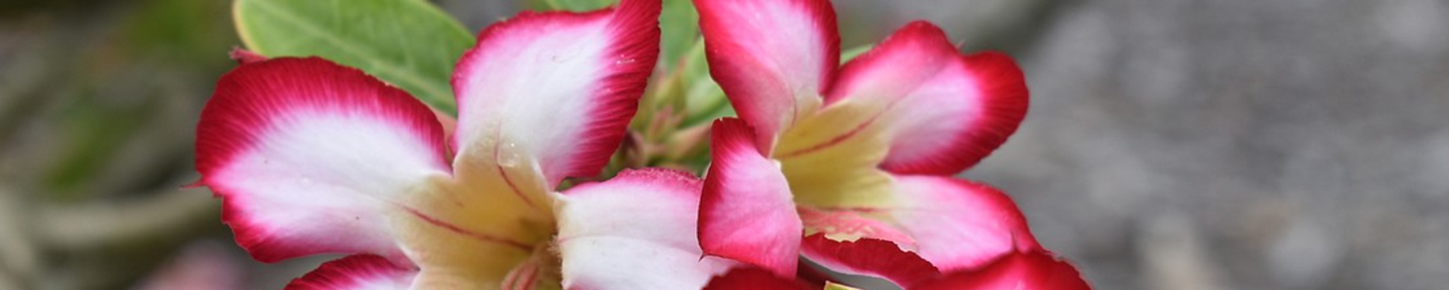 Cover for Bernardina Carvalho Pires's Obituary