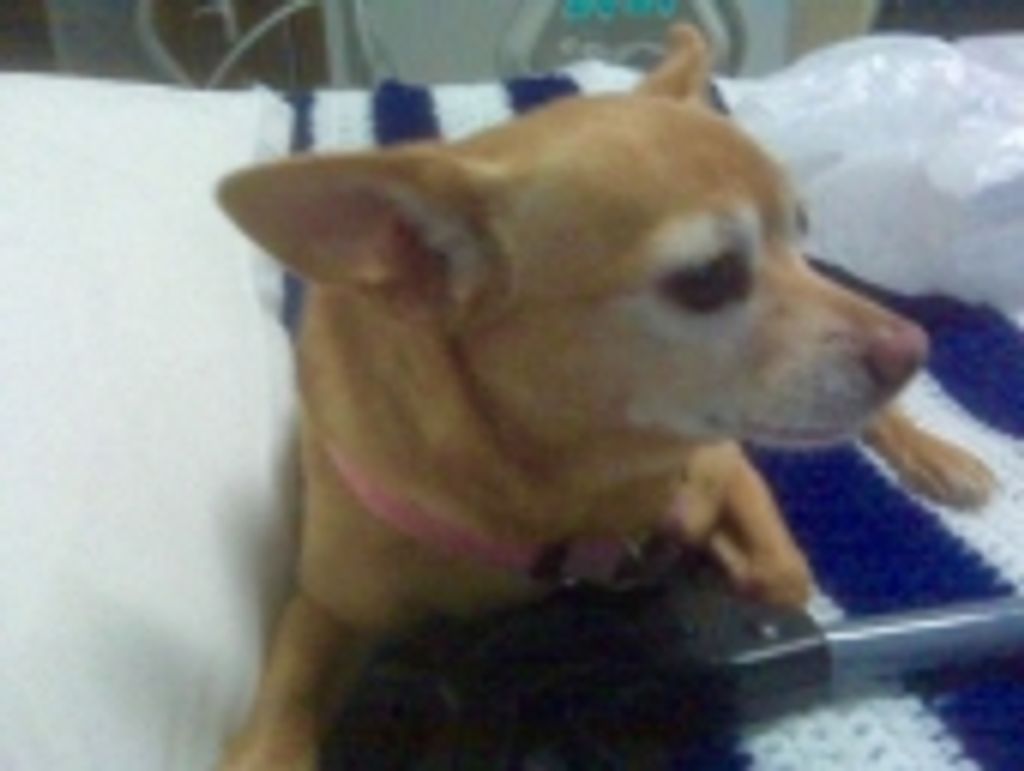 Cookie Wittek Profile Photo