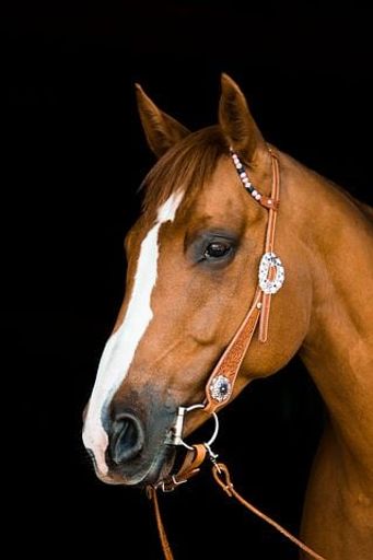 Liesel (Cording)  Dykstra Profile Photo