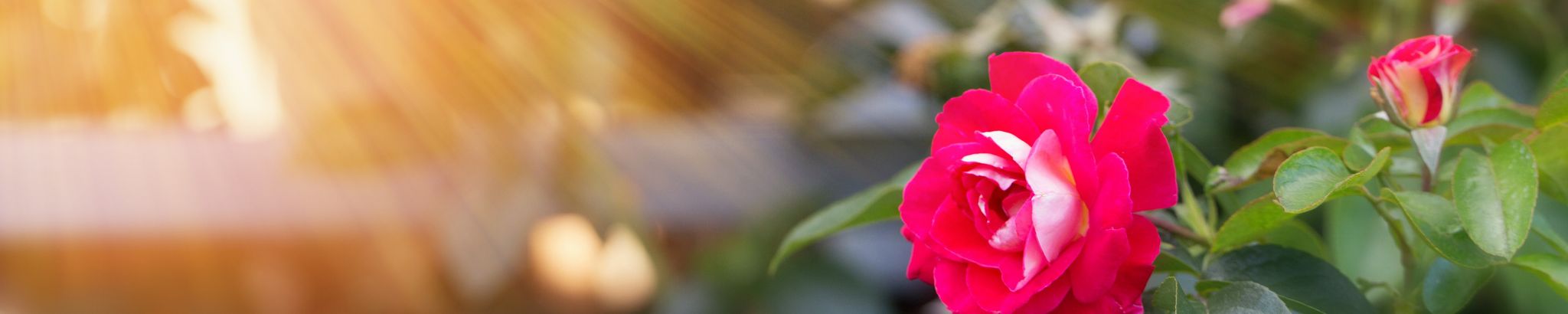 Cover for Guadalupe R. Rocha's Obituary