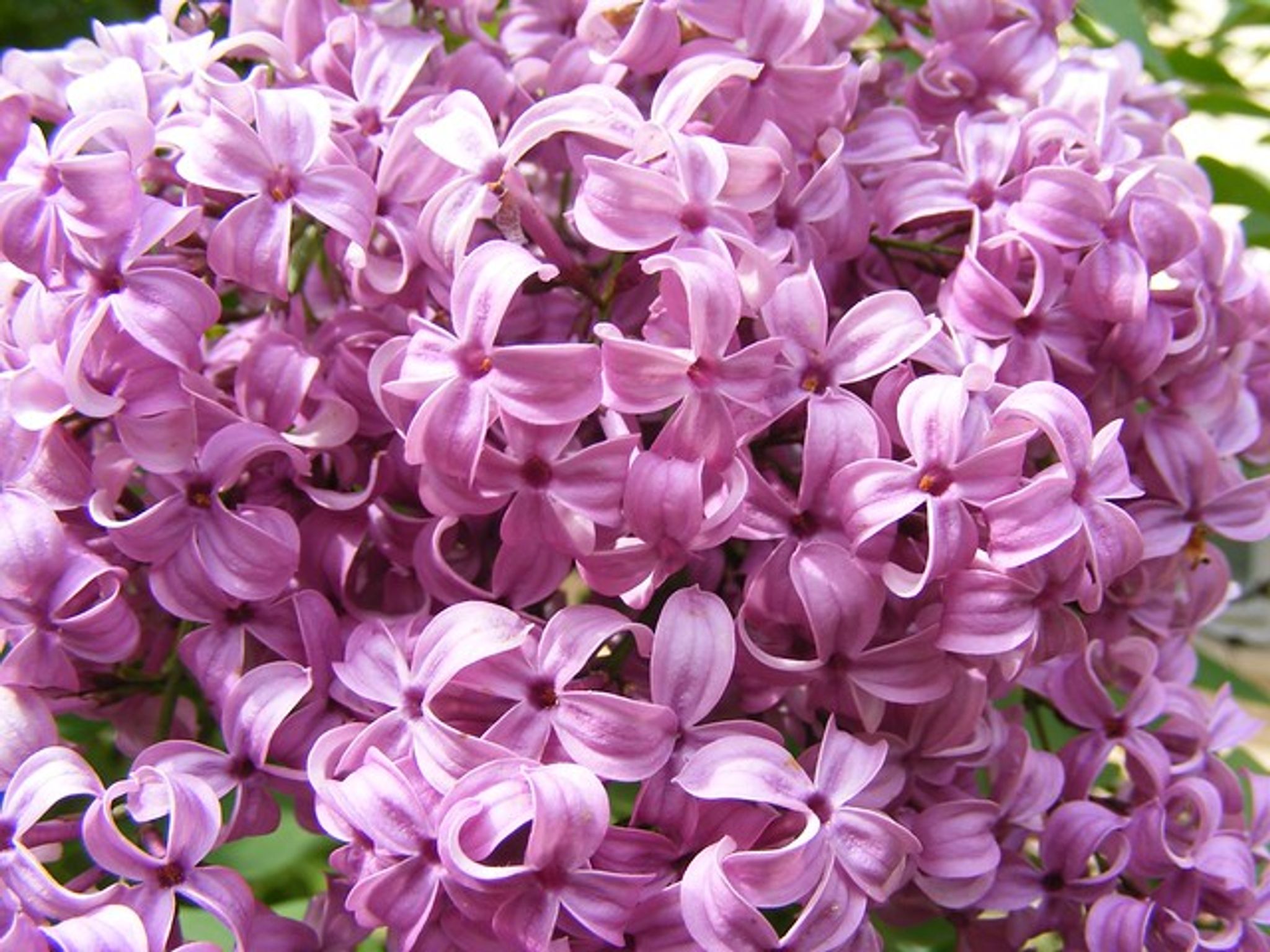 Cover photo for Edith Josefine Certalic's Obituary