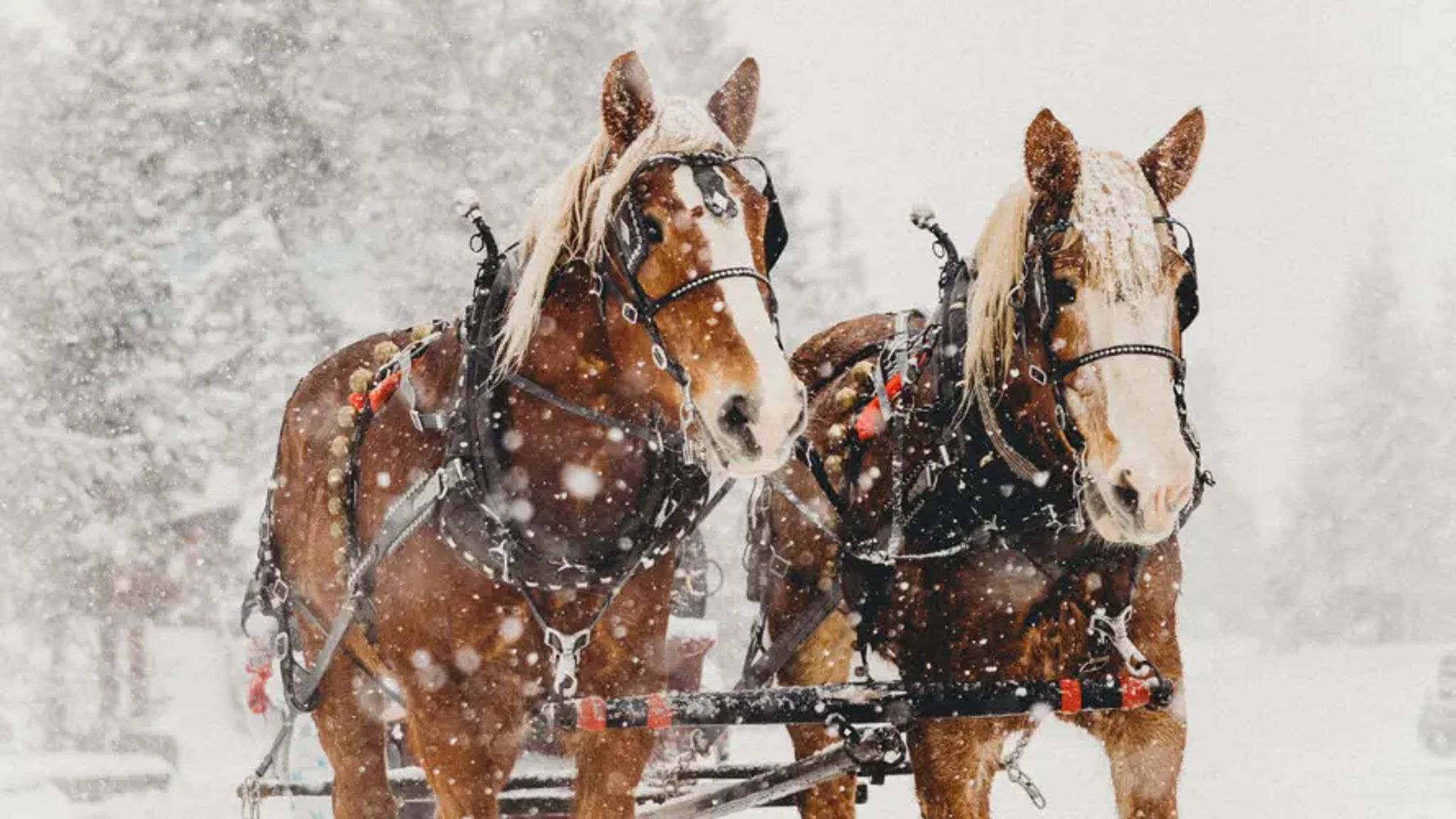 Cover for Jack Prunty's Obituary