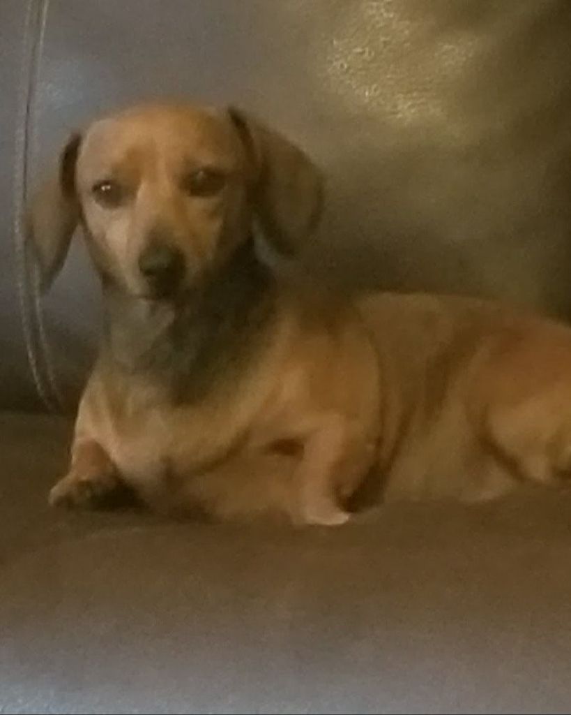 Ginger Wilkinson Dillard