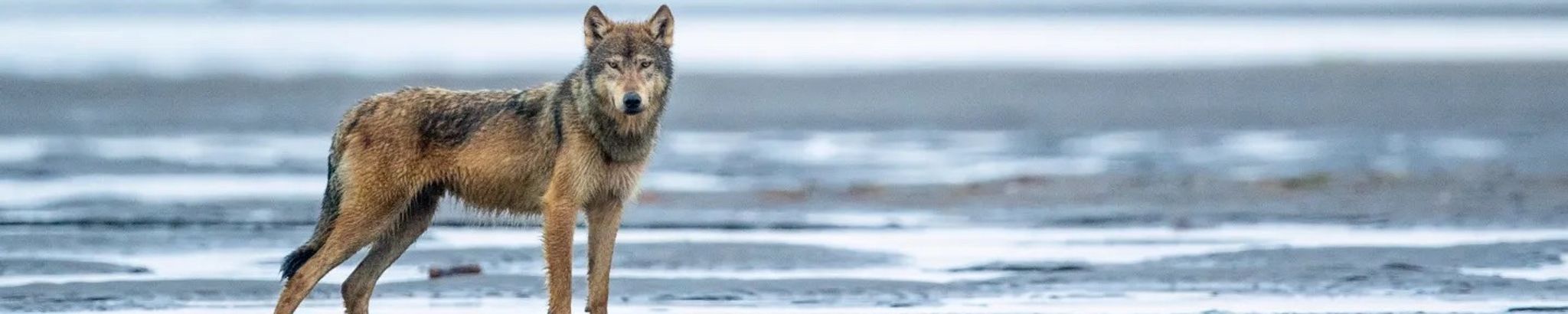 Cover for Sharon Lynn Ridenour's Obituary