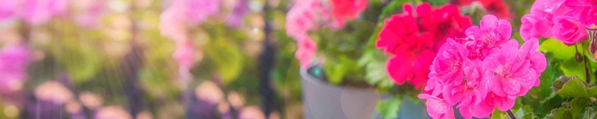 Cover photo for Marilyn Imelda Wanous's Obituary