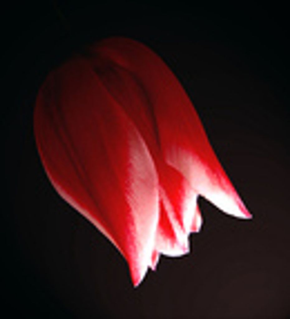 Carolyn Krupa
