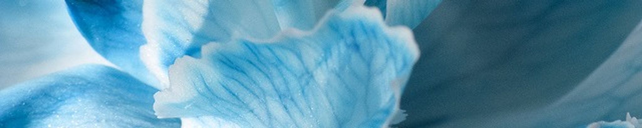 Cover for Shirley Sheely's Obituary