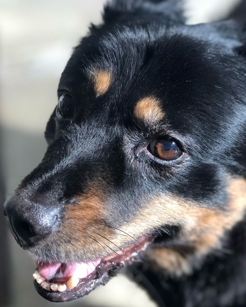 BB