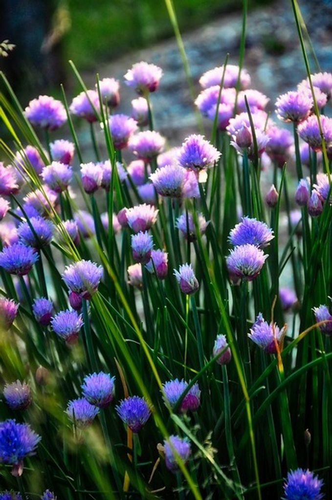 Ann Pfeiffer Robinson