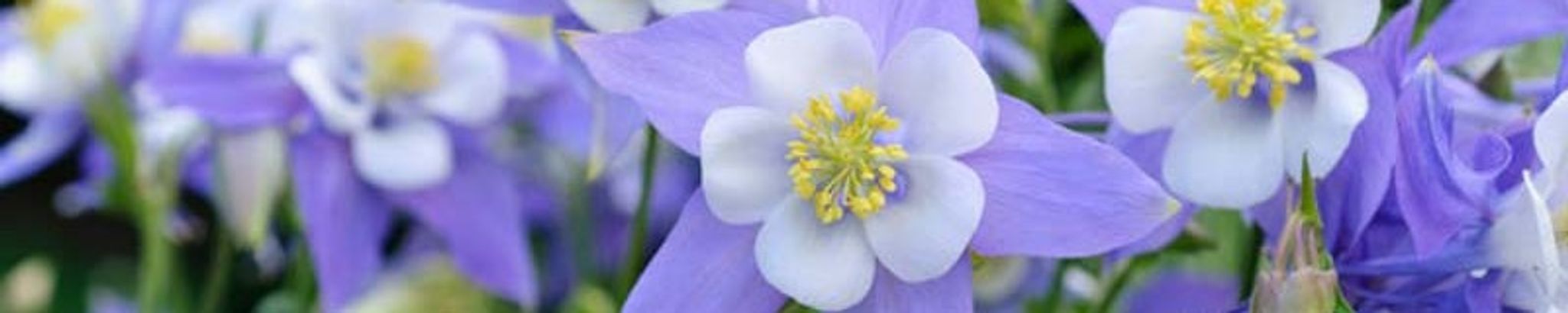 Cover photo for Mindy Jean Rosenbaugh's Obituary