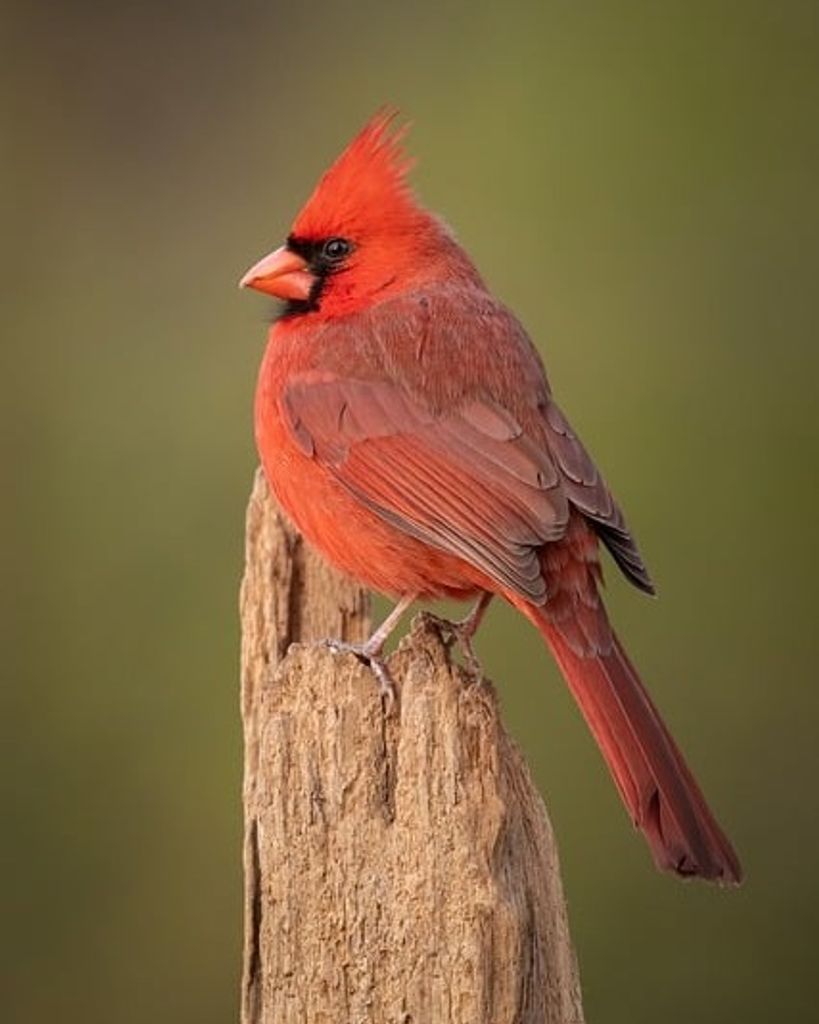 Sean Bird Profile Photo