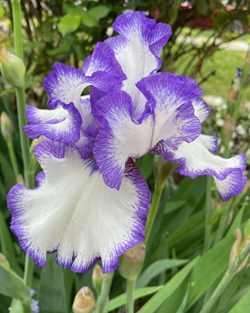 Rosemary LaTortue Profile Photo