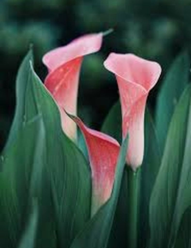 Beatrice Anjenette Griffin