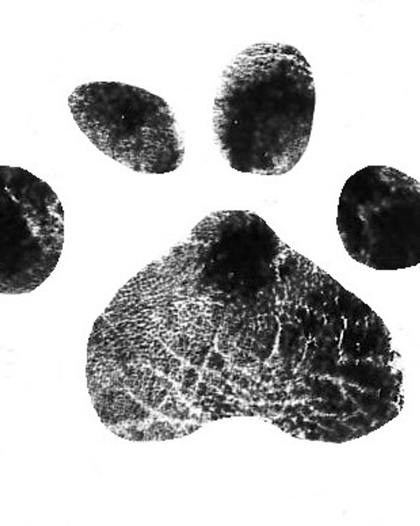 Boomer Poovey Profile Photo